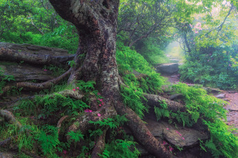 Картинка природа деревья дерево