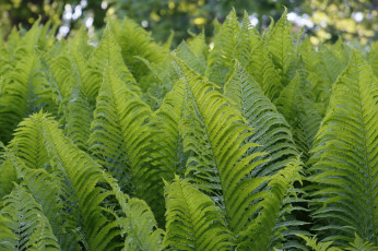 Картинка природа листья папоротник