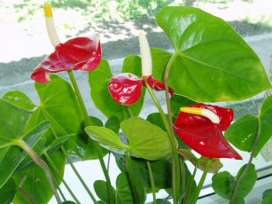 Картинка цветы антуриум цветок фламинго