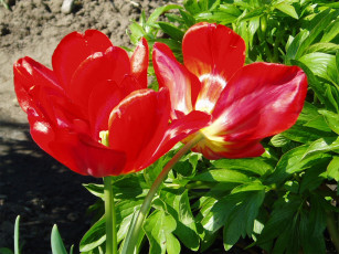 обоя цветы, тюльпаны