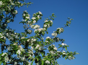 Картинка весна пришла цветы цветущие деревья кустарники