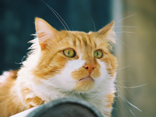 Картинка рыжий кот животные коты