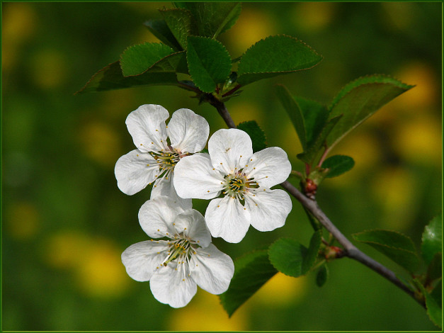 Обои картинки фото цветы, сакура, вишня