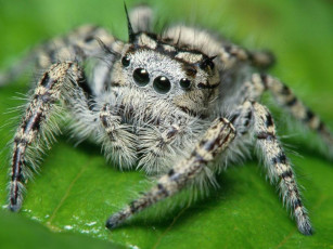 Картинка животные пауки