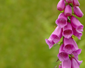 Картинка цветы дигиталис наперстянка