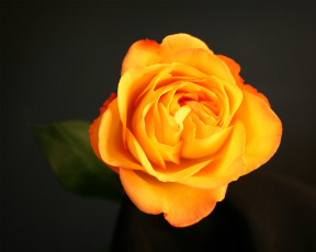 Картинка цветы розы