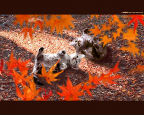 Картинка животные коты