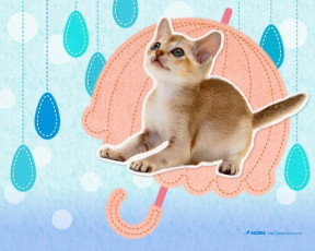 Картинка животные коты