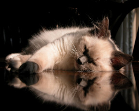 Картинка животные коты