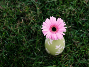 Картинка цветы герберы