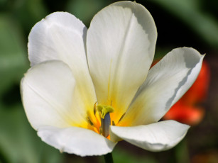 обоя цветы, тюльпаны