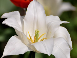 Картинка цветы тюльпаны