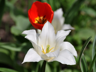 Картинка цветы тюльпаны