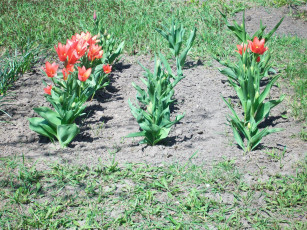 Картинка тюльпаны цветы