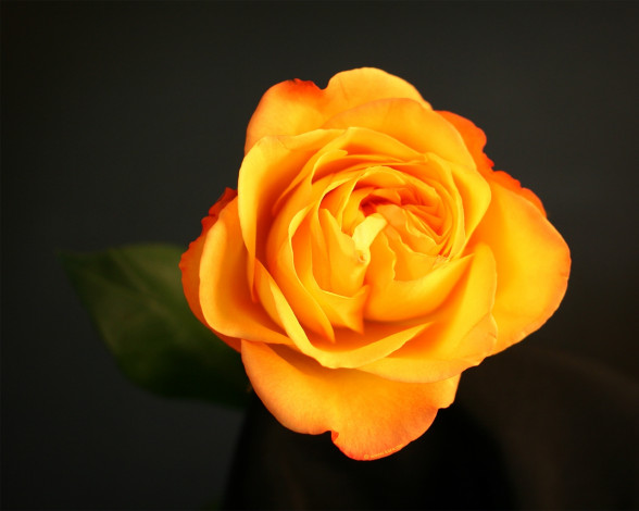 Обои картинки фото цветы, розы