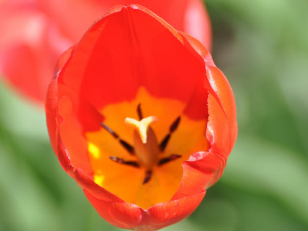 Обои картинки фото цветы, тюльпаны