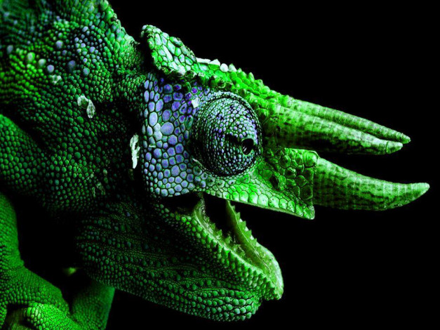 Обои картинки фото животные, хамелеоны