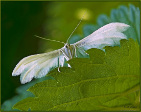Картинка животные бабочки