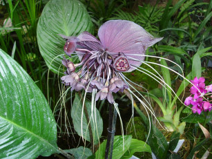 Картинка такка цветок дьявола цветы