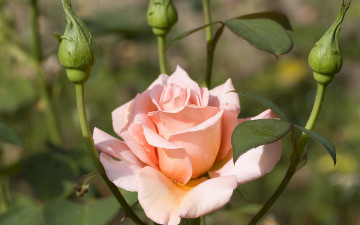 Картинка цветы розы