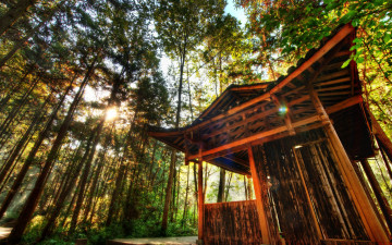 Картинка природа лес