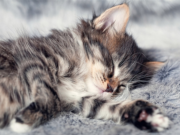 Обои картинки фото животные, коты, котенок