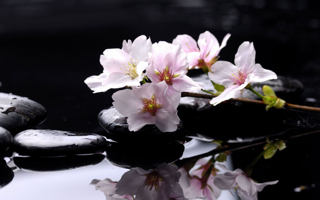 Обои картинки фото цветы, цветущие, деревья, кустарники