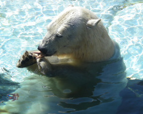 Картинка животные медведи polar bear белый медведь