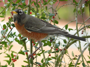 Картинка american robin животные зарянки малиновки дрозд