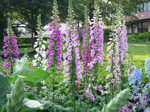 Картинка цветы дигиталис наперстянка листья