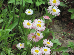 Картинка цветы маргаритки белый