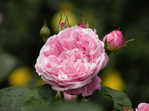 Картинка цветы розы бутон