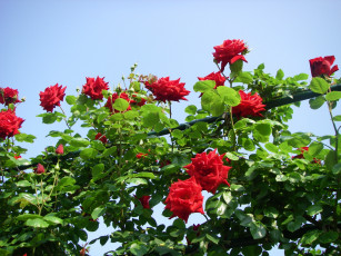 Картинка цветы розы листья