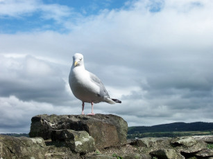 Картинка животные Чайки бакланы крачки камень облака чайка