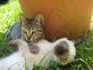 Картинка животные коты котята