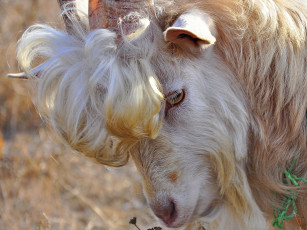 Картинка животные козы чупчик