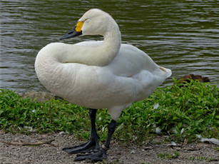 Картинка животные лебеди вода гусь