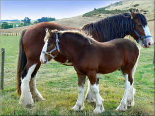 Картинка животные лошади