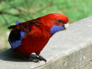 Картинка животные попугаи попугай