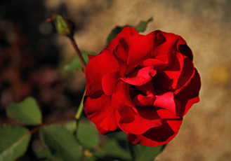 Картинка цветы розы роза