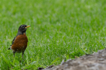 Картинка american robin животные зарянки малиновки дрозд