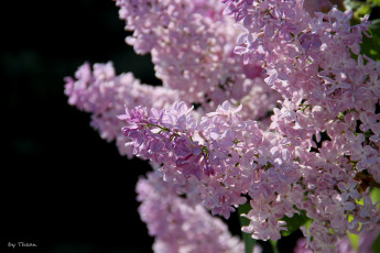 Картинка автор thean цветы сирень сиреневый