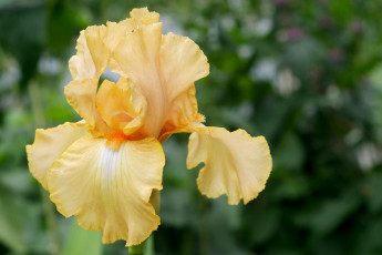 Картинка цветы ирисы желтый