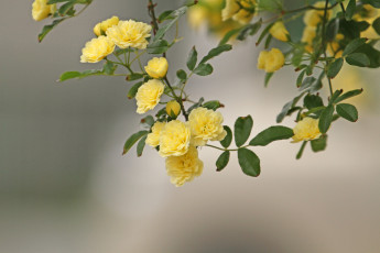 Картинка цветы розы ветка листья