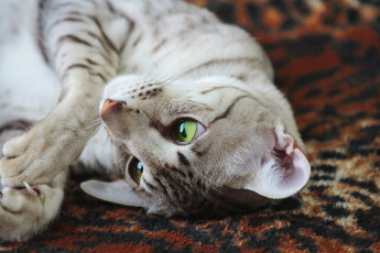 Картинка животные коты коготь