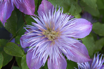 Картинка цветы клематис ломонос лепестки