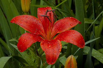 Картинка цветы лилии лилейники красный