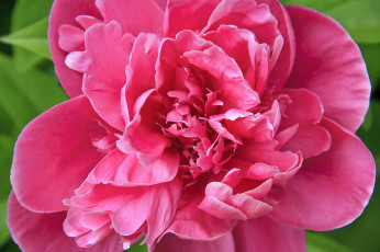 Картинка цветы пионы красный