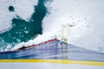 Картинка меня забыли животные медведи борт судна льдины polar bear белый медведь судно корабль