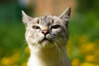 Картинка животные коты голова